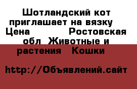Шотландский кот приглашает на вязку  › Цена ­ 2 000 - Ростовская обл. Животные и растения » Кошки   